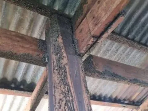 Bước vào nhà cụ bà 95 tuổi, phát hiện cảnh tượng đáng sợ