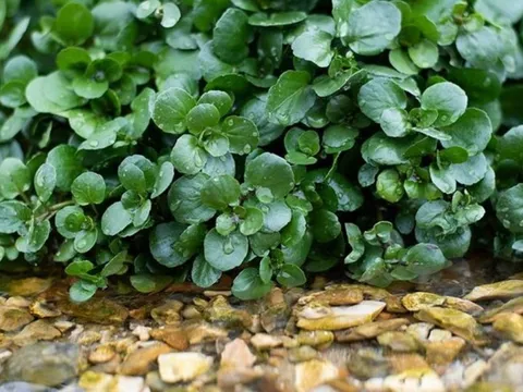 Mỹ đánh giá "rau tốt nhất thế giới" hóa ra là rau quen thuộc ở nước ta