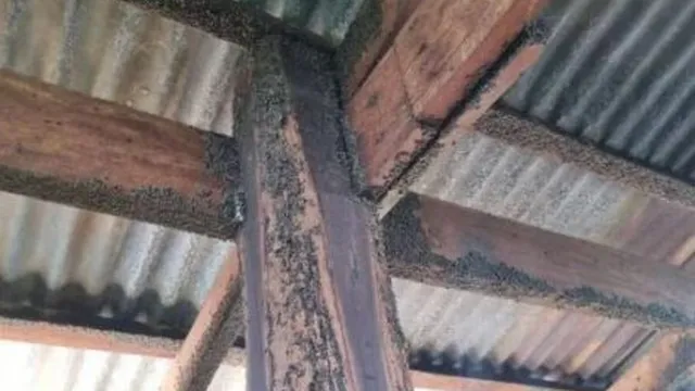 Bước vào nhà cụ bà 95 tuổi, phát hiện cảnh tượng đáng sợ